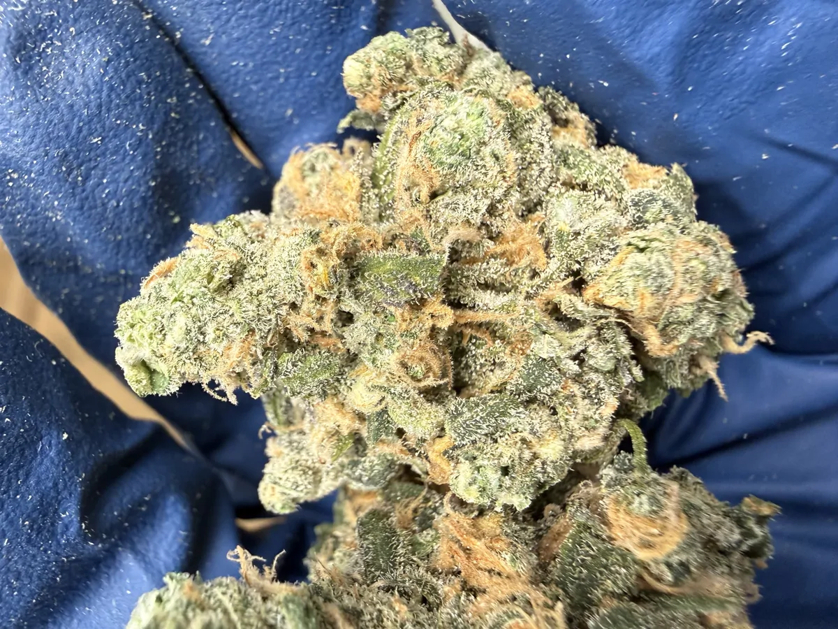 Blue Dream Flower